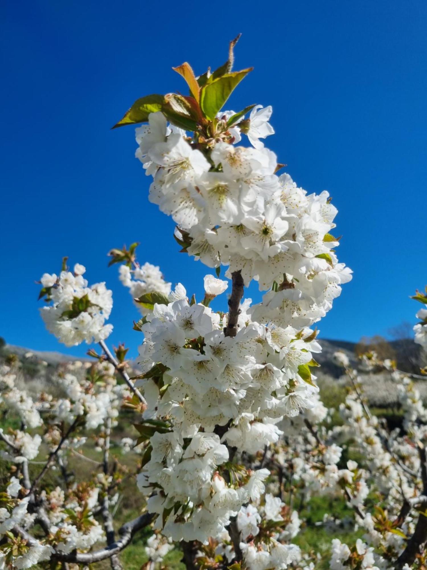 Albareilla By #Cherrygredos الأرينال المظهر الخارجي الصورة